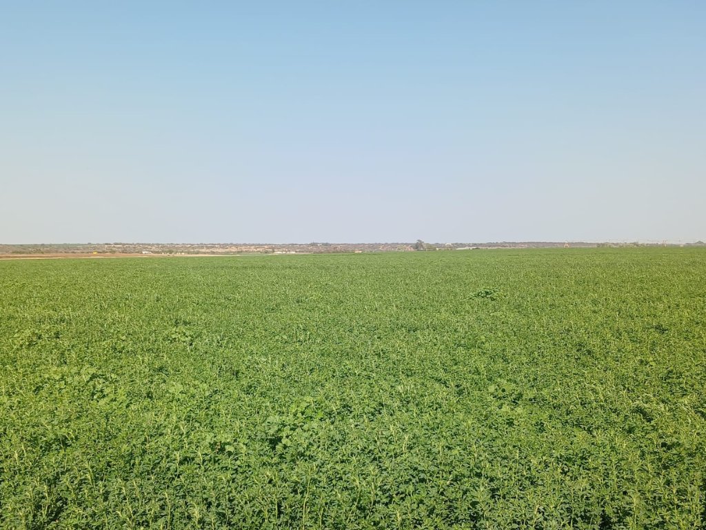 88.7  HA FARM WITH 84.4 HA WATER RIGHTS FROM THE VAAL RIVER