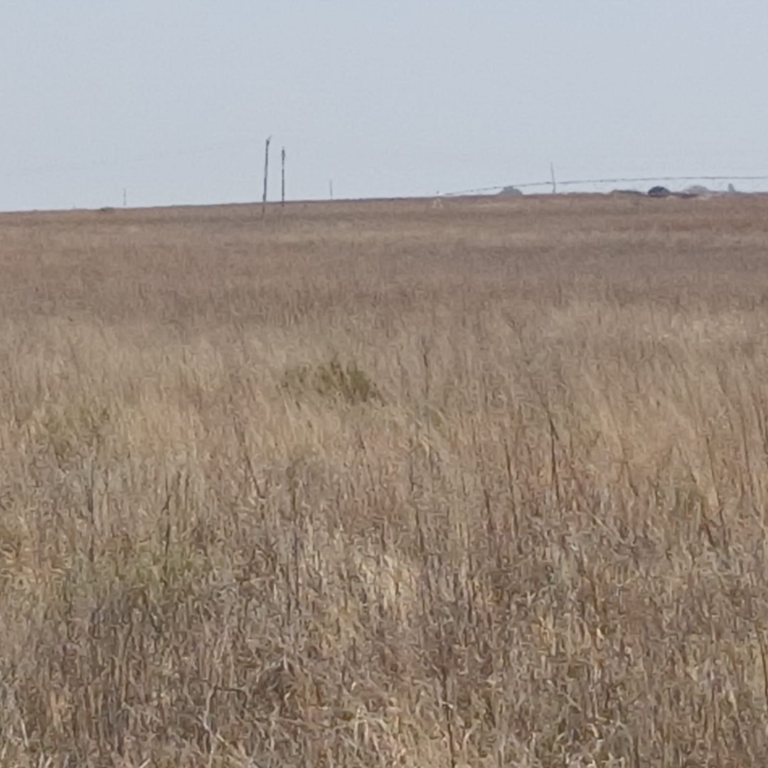 Prime Agricultural Land for Sale – 536.247 Hectares Near Bloemfontein photo 3