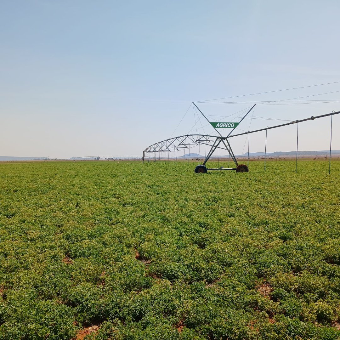 85.6532 HA IRRIGATION FARM FOR SALE – RUNNING CONCERN photo 2