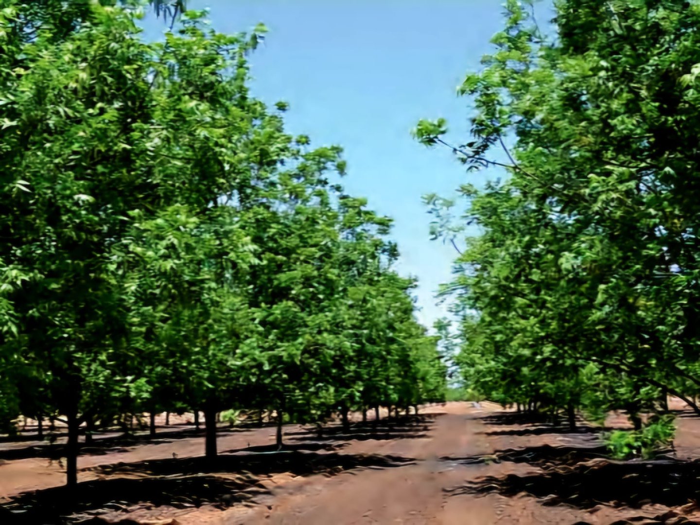 1002 HA VAAL RIVER  IRRIGATION AND PECAN  FARM photo 2