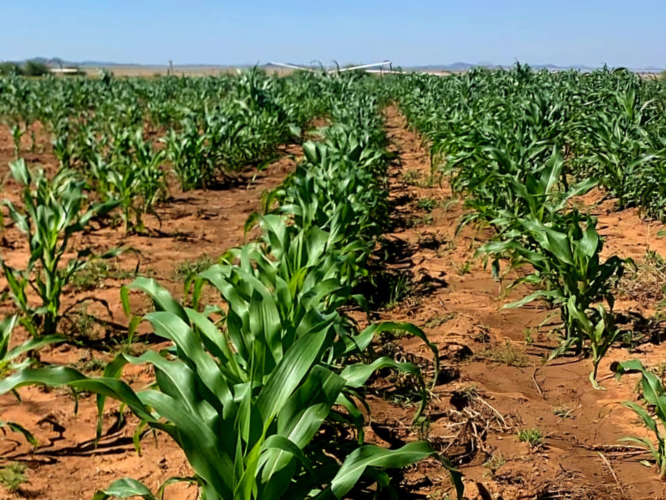 428 ha FARM WITH WATER SOURCES AND AMENITIES – 50 KM FROM BLOEMFONTEIN photo 5