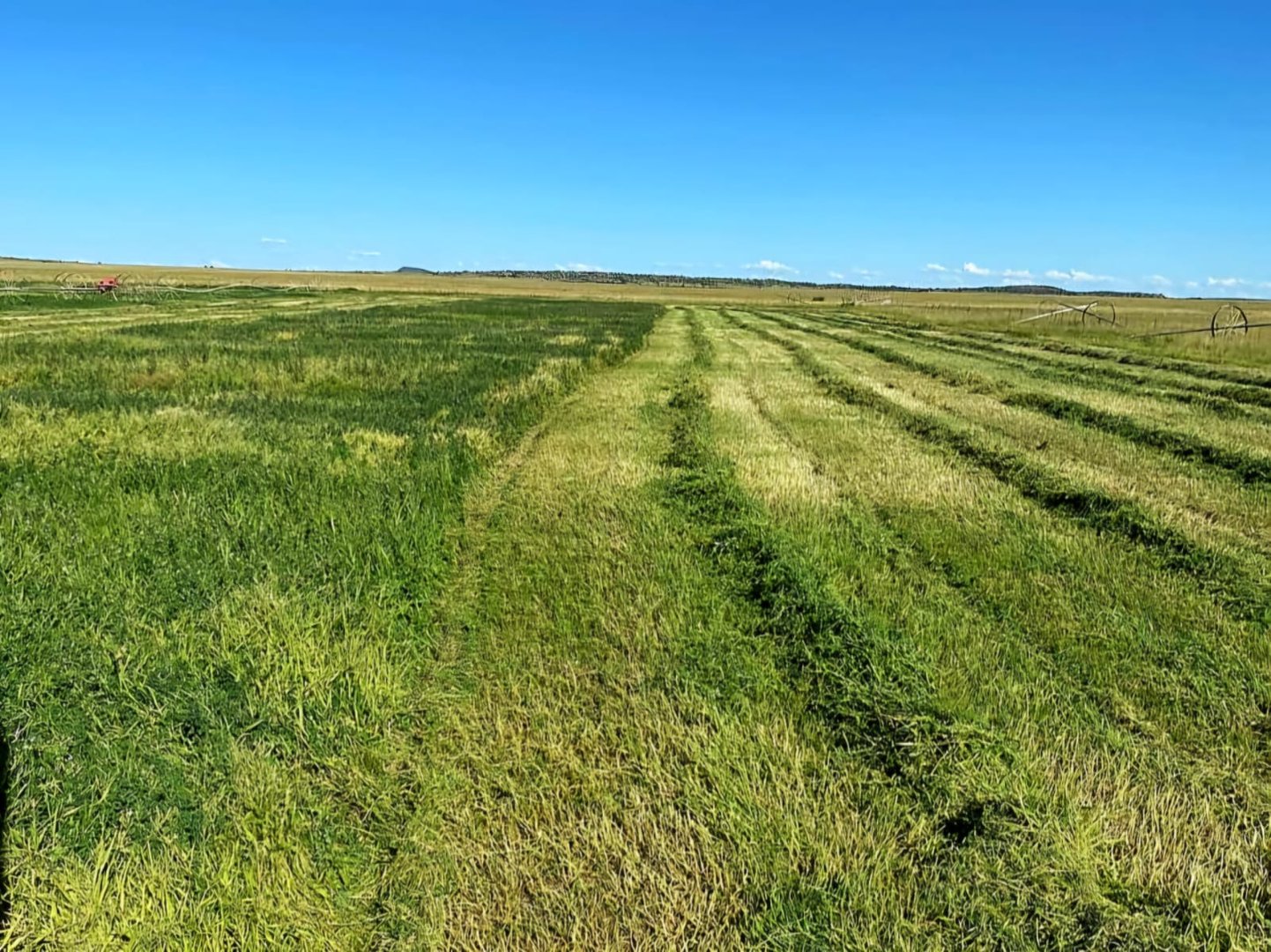 428 ha FARM WITH WATER SOURCES AND AMENITIES – 50 KM FROM BLOEMFONTEIN photo 3