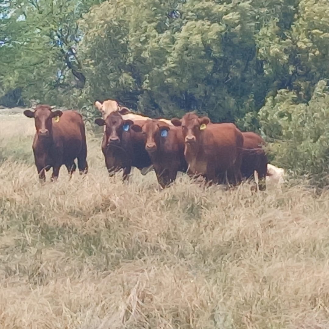 WELL PLANNED CATTLE FARM WITH LOTS OF POTENTIAL ON THE GHAAP PLATEAU photo 2