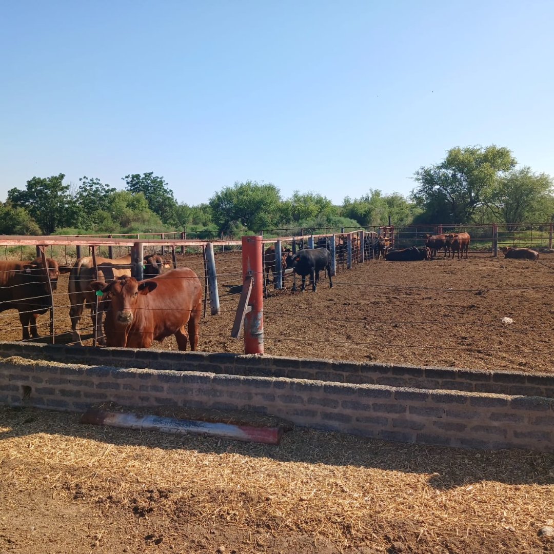 VERSATILE IRRIGATION AND PECAN NUT FARM FOR SALE photo 5