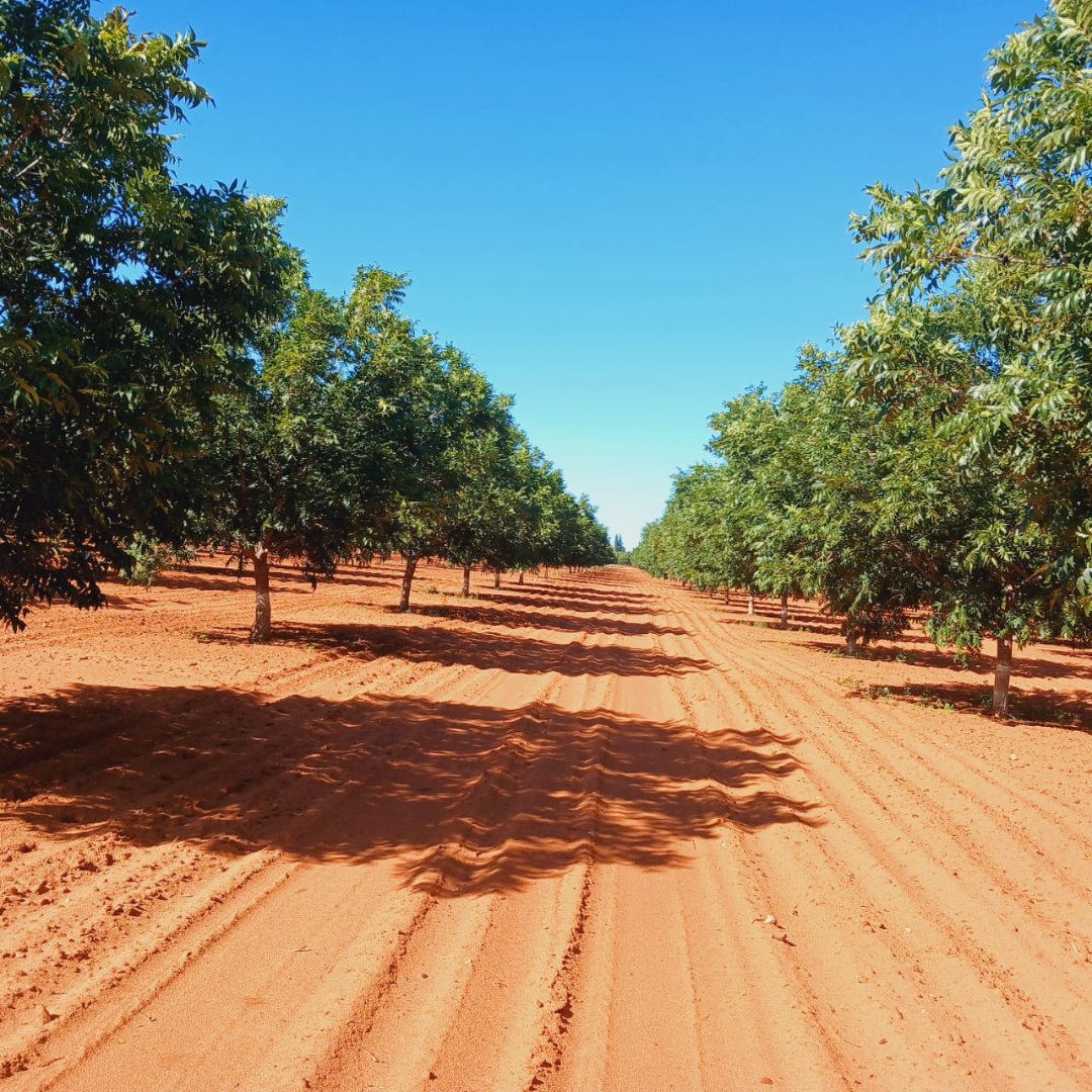IRRIGATION FARM FOR SALE – HIGH-PRODUCTION LAND WITH WATER RIGHTS photo 2