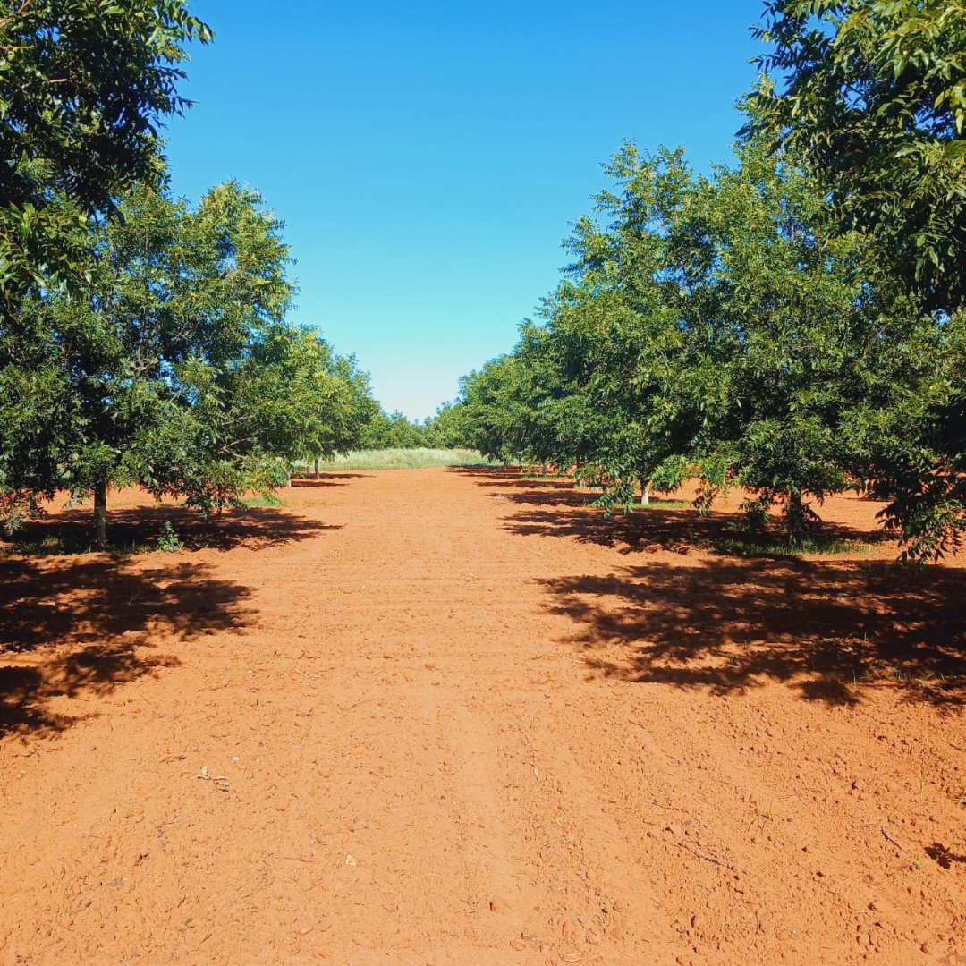 IRRIGATION FARM FOR SALE – HIGH-PRODUCTION LAND WITH WATER RIGHTS