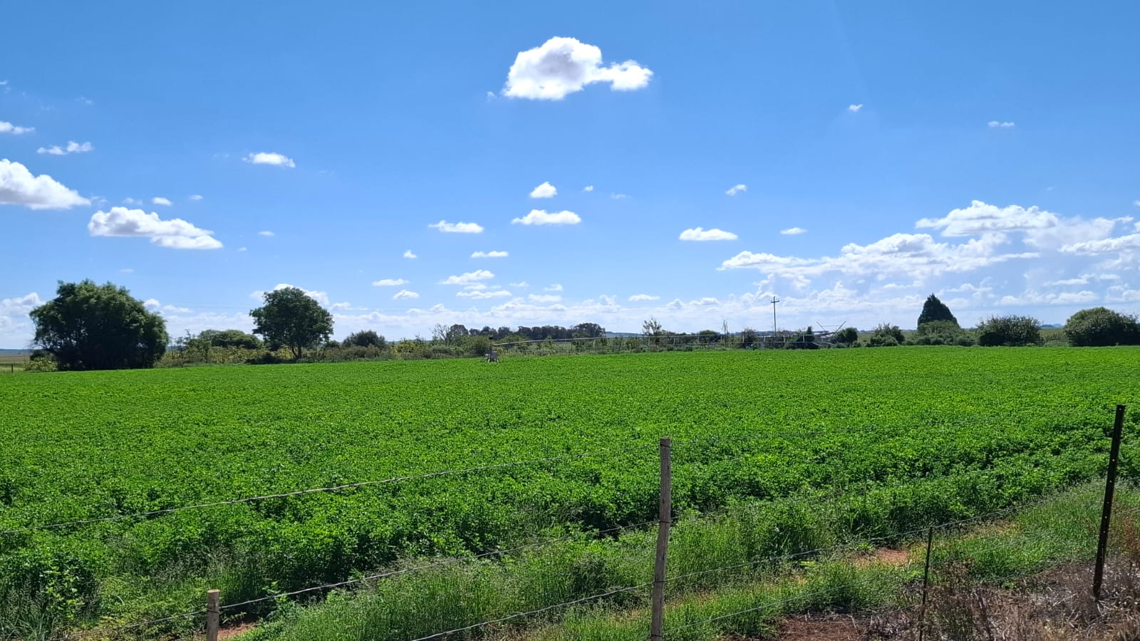 WATER-RICH 69 HA FARM FOR SALE – WEST OF BLOEMFONTEIN photo 3