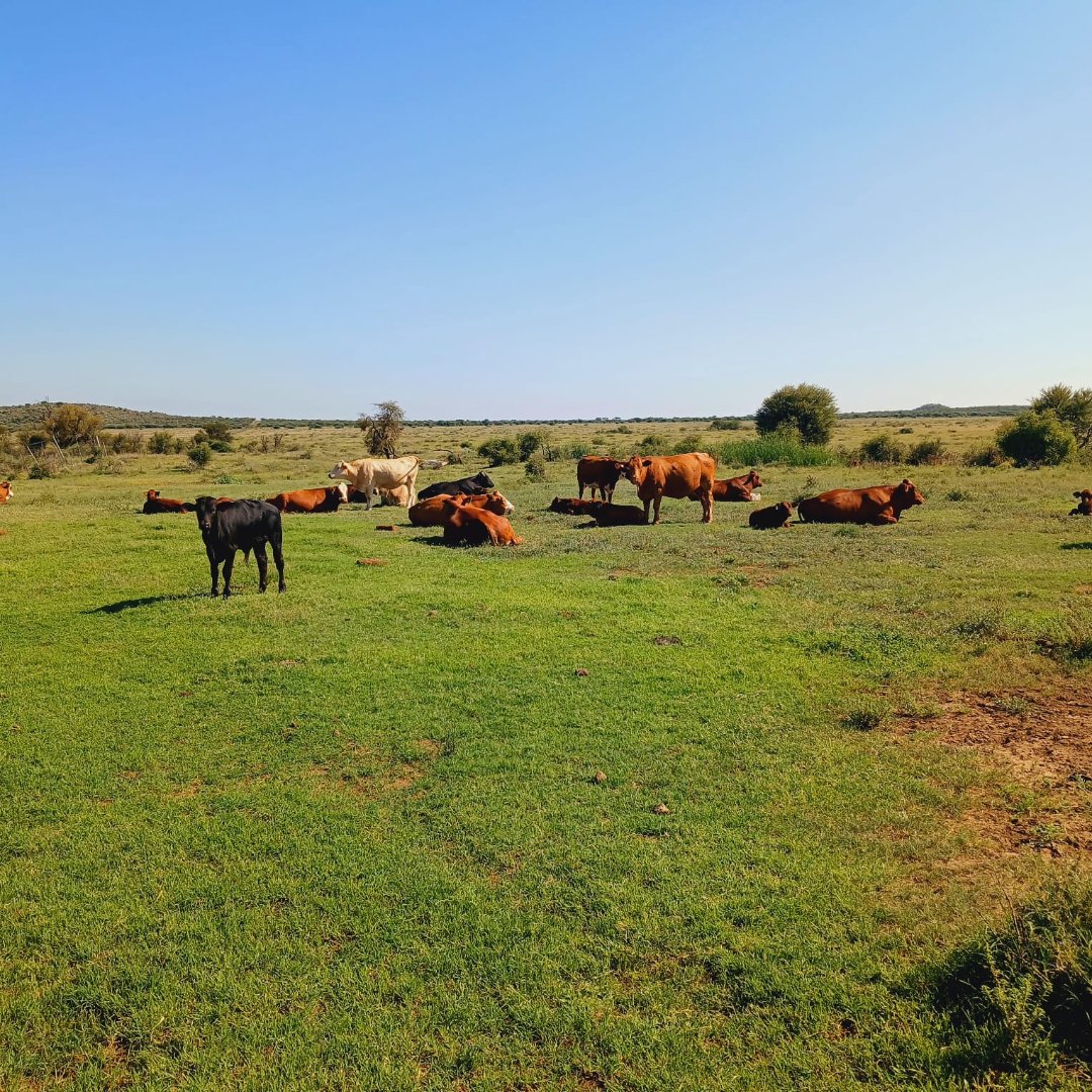 SOLE MANDATE - 667HA FARM WITH WATER, CAMPS, GRAZING AND INFRASTRUCTURE – READY FOR LIVESTOCK AND GAME photo 3