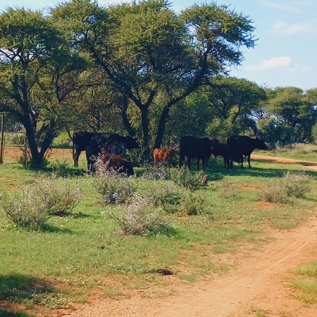 SOLE MANDATE - 667HA FARM WITH WATER, CAMPS, GRAZING AND INFRASTRUCTURE – READY FOR LIVESTOCK AND GAME photo 4