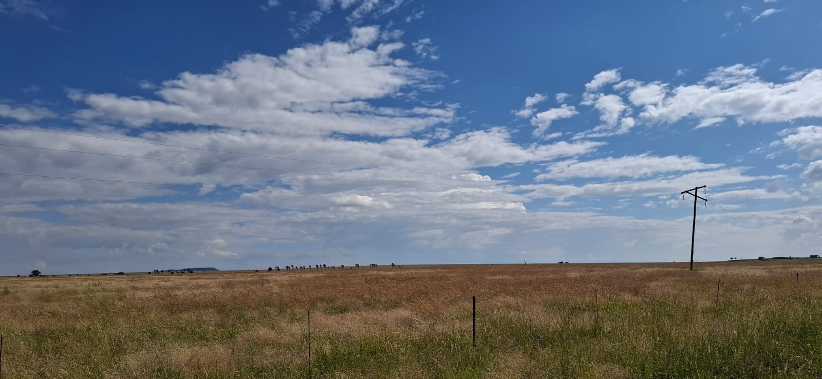 GRAZING FARM FOR SALE – 20KM FROM BLOEMFONTEIN photo 5