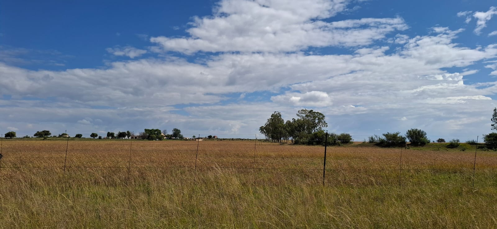 GRAZING FARM FOR SALE - 20KM FROM BLOEMFONTEIN