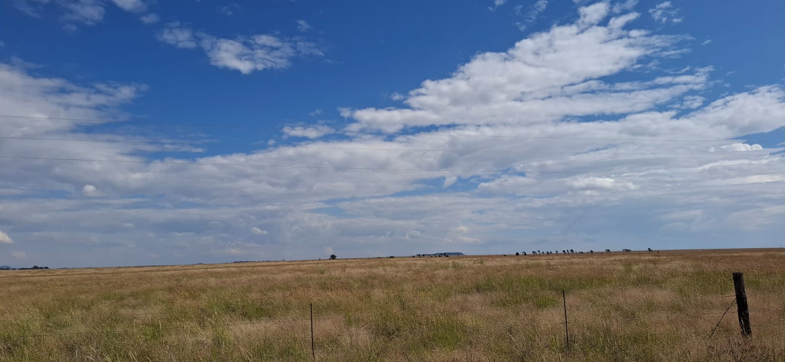 GRAZING FARM FOR SALE – 20KM FROM BLOEMFONTEIN photo 3