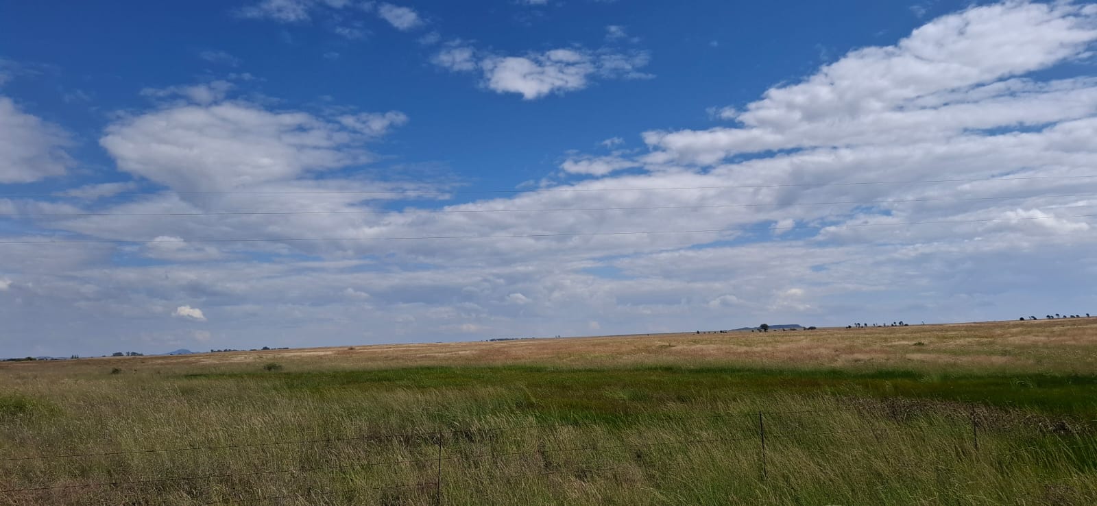 GRAZING FARM FOR SALE – 20KM FROM BLOEMFONTEIN photo 4