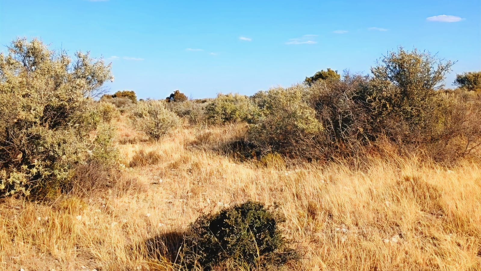 1 429ha Farm for Sale | Barkly West, Northern Cape | Livestock & Game | 5 Dams | 13 Camps photo 4