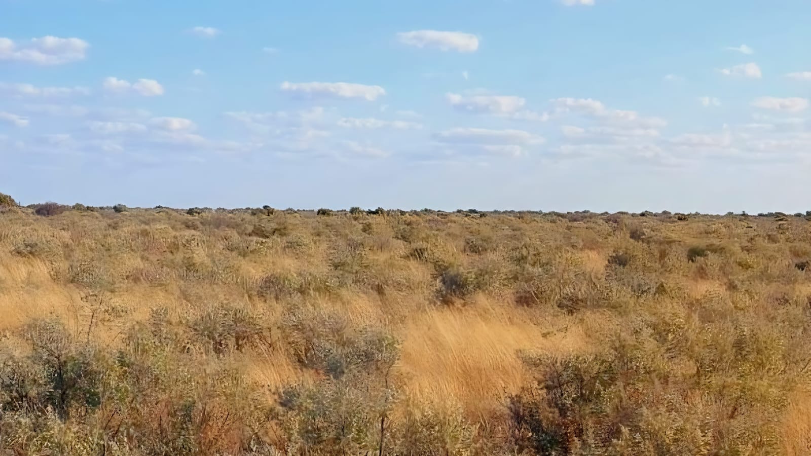 1 429ha Farm for Sale | Barkly West, Northern Cape | Livestock & Game | 5 Dams | 13 Camps