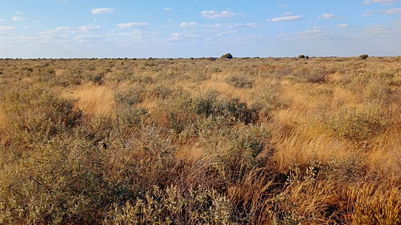 1 429ha Farm for Sale | Barkly West, Northern Cape | Livestock & Game | 5 Dams | 13 Camps photo 3