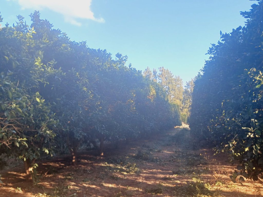 PRIME PECAN AND CITRUS FARM photo 3