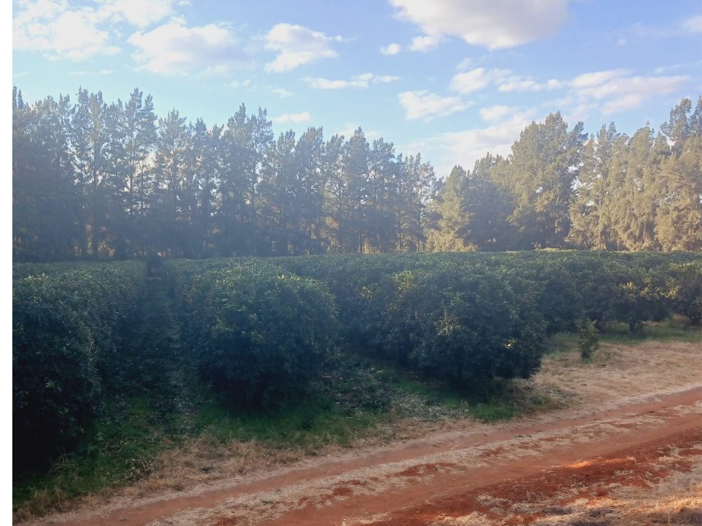 PRIME PECAN AND CITRUS FARM photo 2