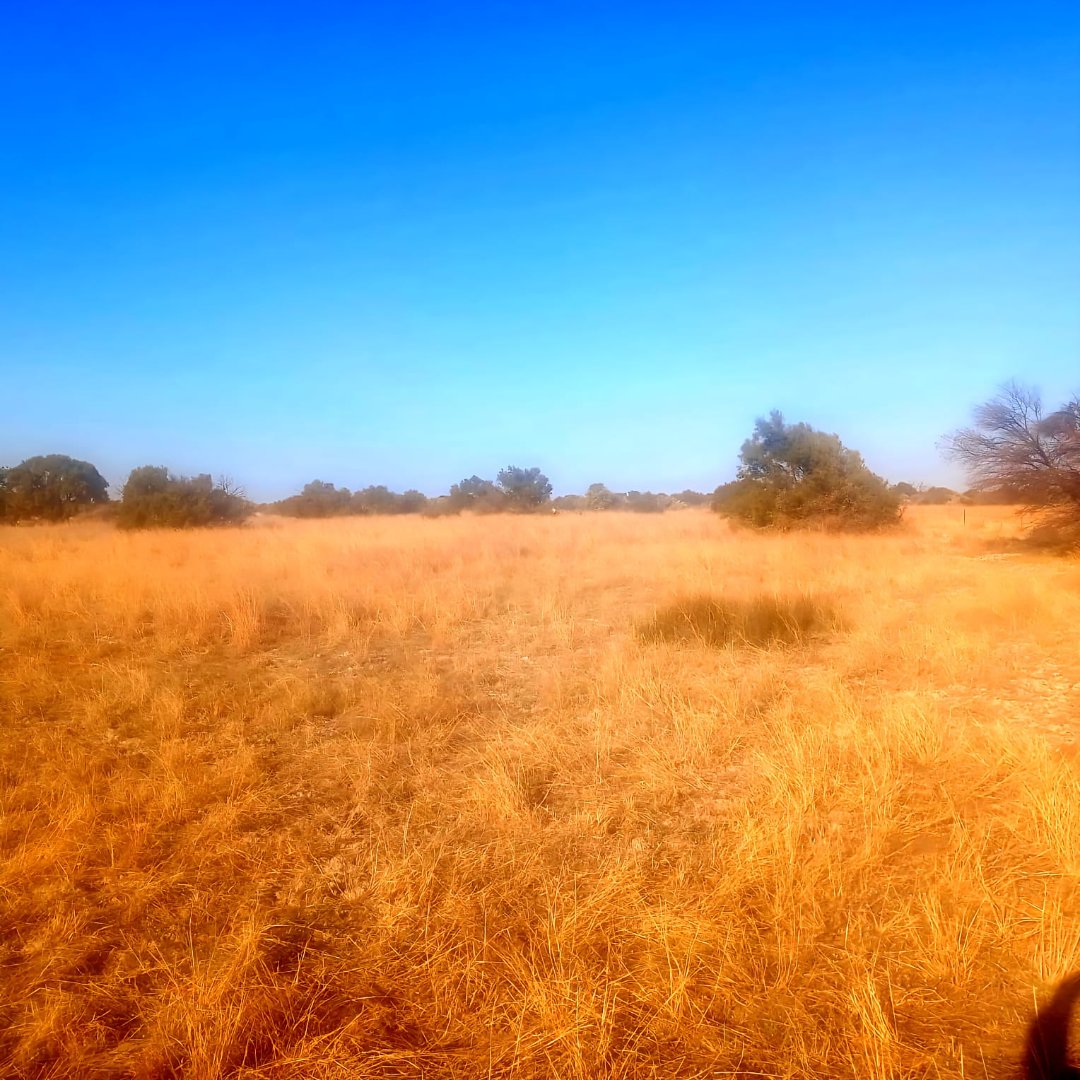 1,783 HA  HIGH POTENTIAL CATTLE AND GRAZING FARM FOR SALE IN REIVILO photo 4