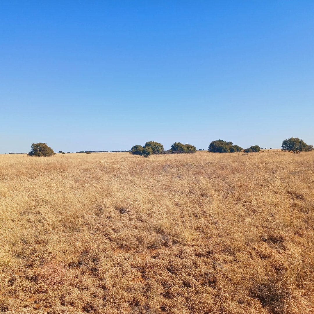 702 HA CATTLE FARM FOR SALE – REIVILO photo 5
