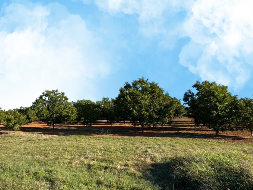 HIGHLY PRODUCTIVE IRRIGATION PECAN NUT FARM FOR SALE INJAN KEMPDORP