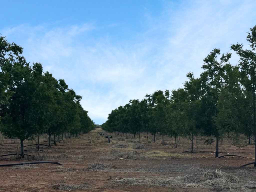 HIGHLY PRODUCTIVE IRRIGATION PECAN NUT FARM FOR SALE INJAN KEMPDORP photo 5