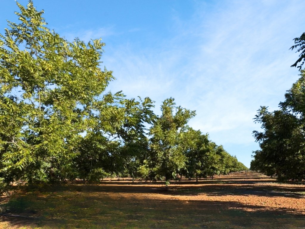 HIGHLY PRODUCTIVE IRRIGATION PECAN NUT FARM FOR SALE INJAN KEMPDORP photo 2