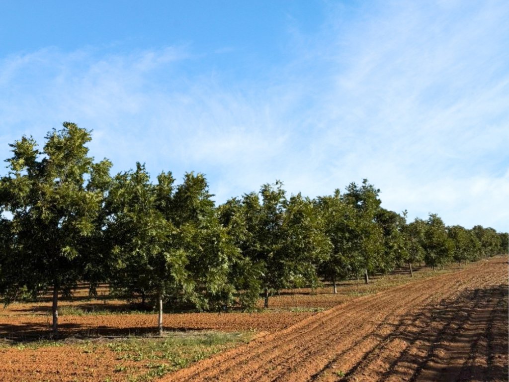 HIGHLY PRODUCTIVE IRRIGATION PECAN NUT FARM FOR SALE INJAN KEMPDORP photo 4