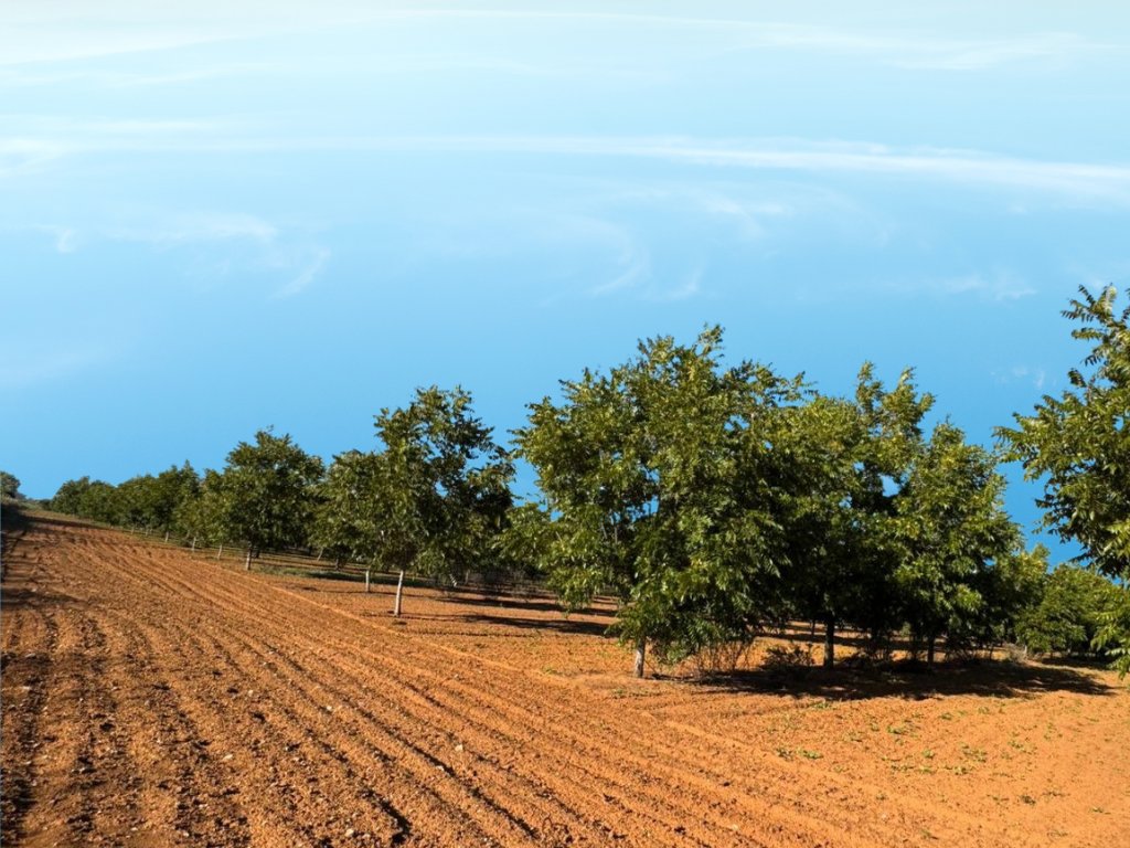 HIGHLY PRODUCTIVE IRRIGATION PECAN NUT FARM FOR SALE INJAN KEMPDORP photo 3