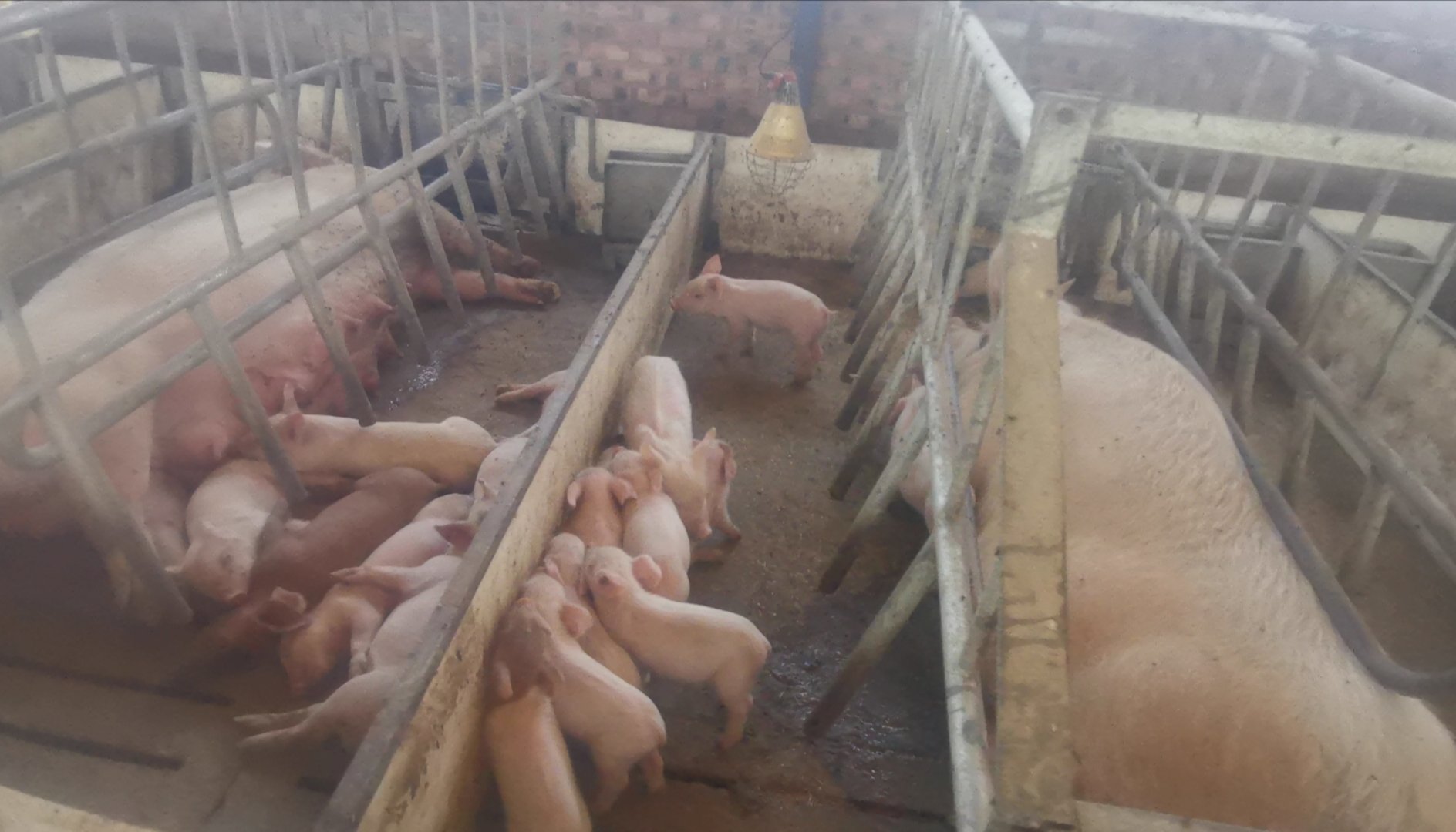 Prime Pig Farming Opportunity in Dealesville, Free State photo 5