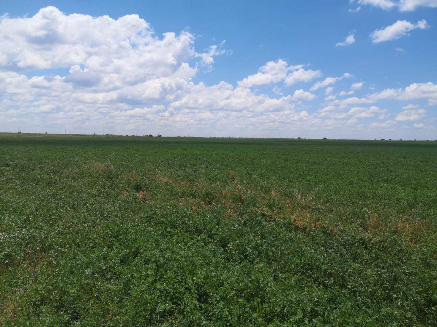 IRRIGATED MIXED-FARM WITH VAAL RIVER WATER RIGHTS AND MULTIPLE PIVOTS photo 5