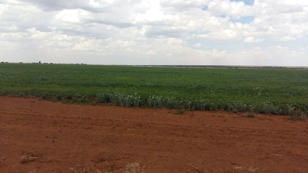 IRRIGATED MIXED-FARM WITH VAAL RIVER WATER RIGHTS AND MULTIPLE PIVOTS photo 3