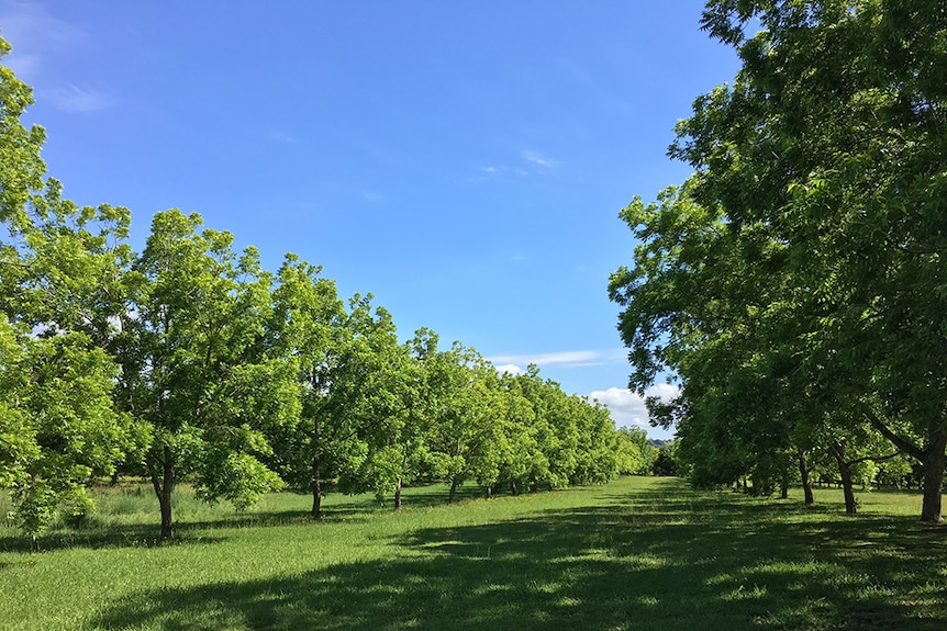 High Income 21.6 Ha Pecan Farm with 1 400 Trees, Multiple Dwellings and Strong Water Security in Bainsvlei