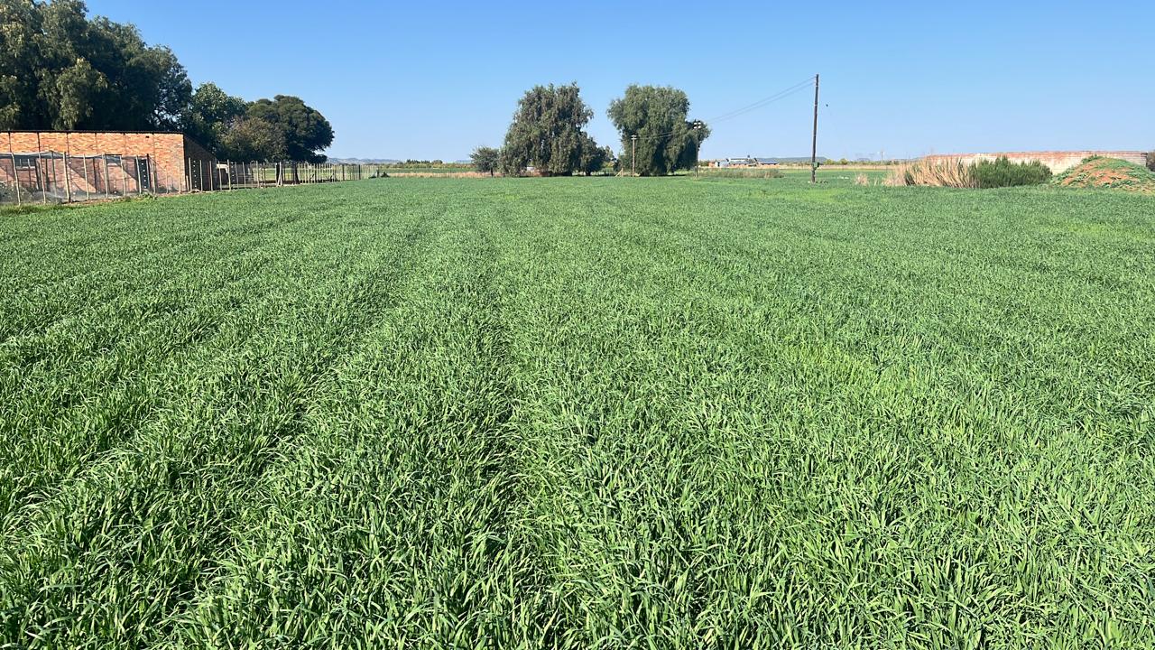 42 Ha Irrigation Farm for Sale in Bainsvlei photo 3