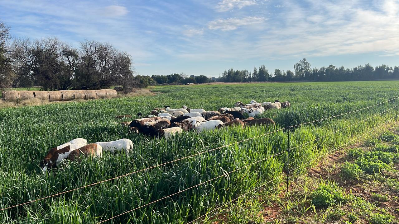 42 Ha Irrigation Farm for Sale in Bainsvlei photo 4