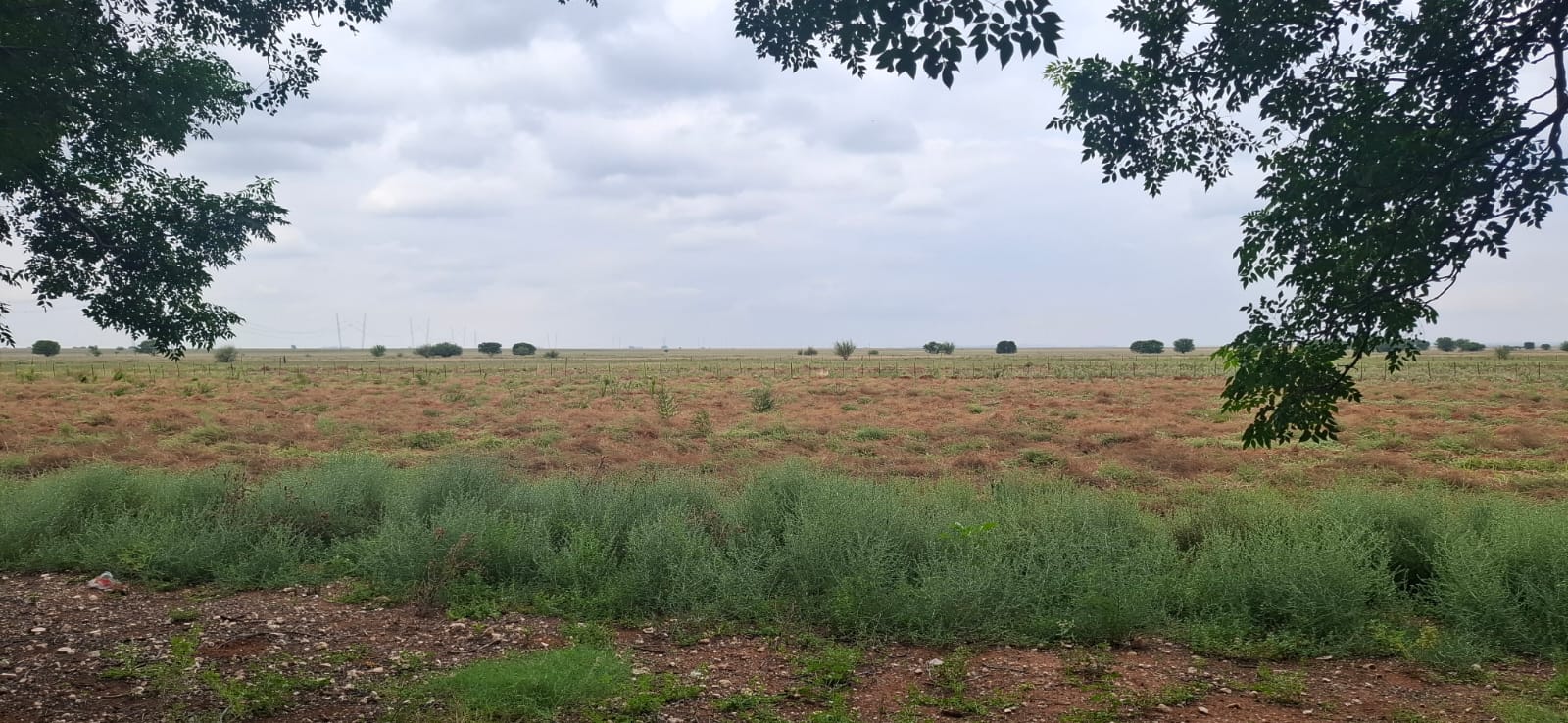 Grazing farm for sale Dealesvlle photo 3