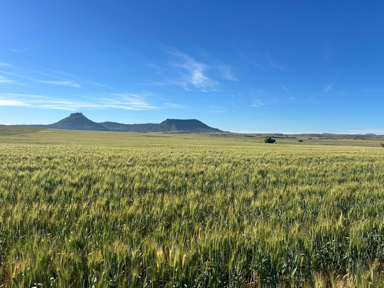 772ha Farm for sale Zastron photo 5