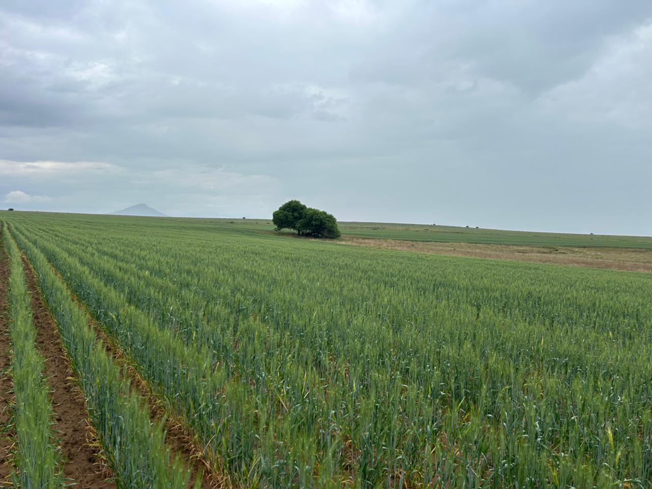 772ha Farm for sale Zastron photo 2