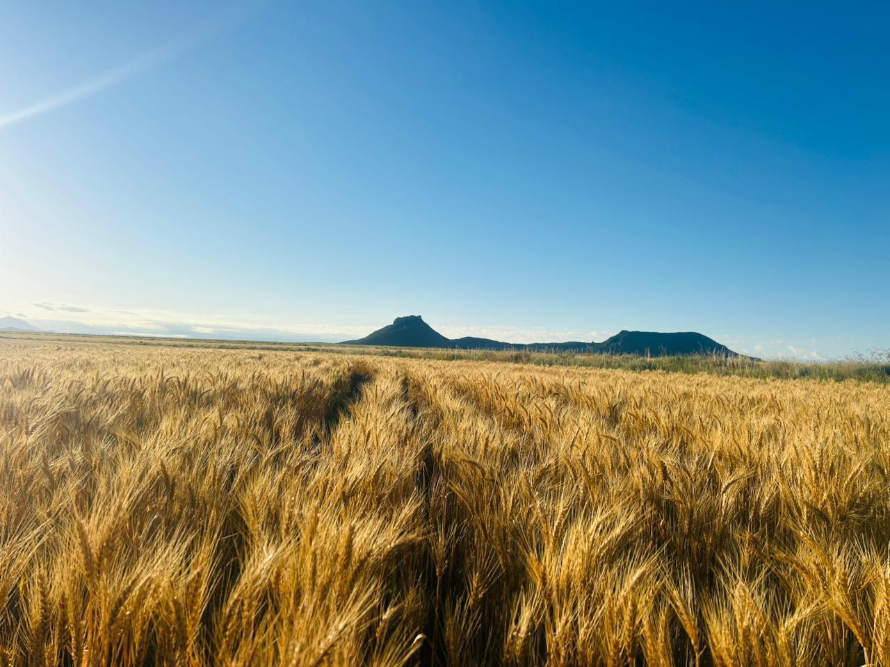 772ha Farm for sale Zastron photo 3